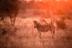 Zebra in the kruger national park Wall Mural