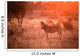 Zebra in the kruger national park Wall Mural