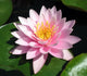 Perfect Pink Water Lily Wall Mural