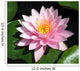 Perfect Pink Water Lily Wall Mural