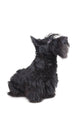 Scottish Terrier Wall Decal