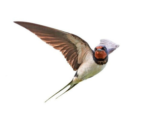 Barn Swallow Wall Decal