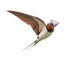 Barn Swallow Wall Decal
