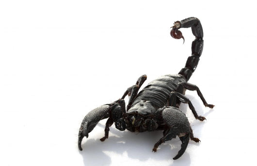 Emperor Scorpion Wall Decal