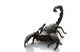 Emperor Scorpion Wall Decal