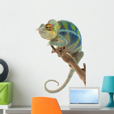 Ambanja Panther Chameleon Wall Decal shown on a wall