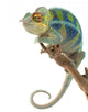 Ambanja Panther Chameleon Wall Decal