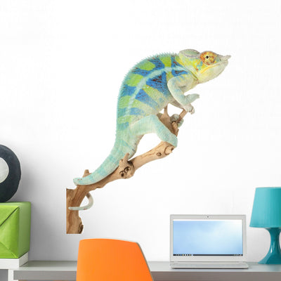 Ambanja Panther Chameleon Wall Decal shown on a wall