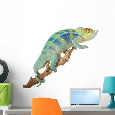 Ambanja Panther Chameleon Wall Decal shown on a wall