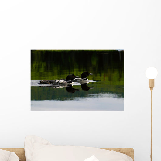 Loon Couple Wall Mural