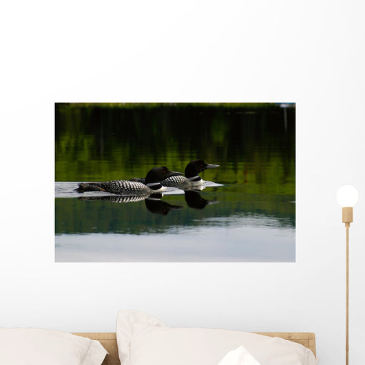 Loon Couple Wall Mural