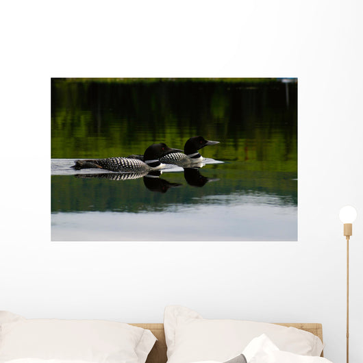 Loon Couple Wall Mural