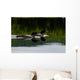 Loon Couple Wall Mural