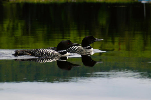 Loon Couple Wall Mural