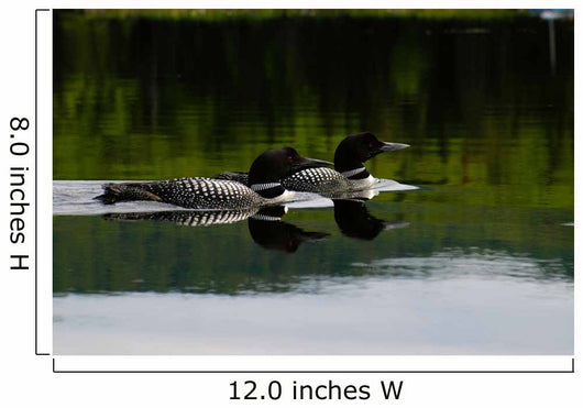 Loon Couple Wall Mural