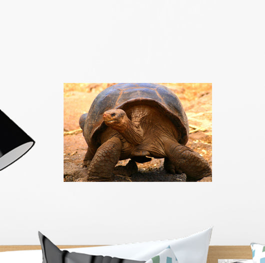 Galapagos Tortoise Wall Mural