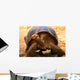Galapagos Tortoise Wall Mural