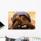 Galapagos Tortoise Wall Mural