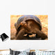 Galapagos Tortoise Wall Mural