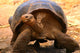 Galapagos Tortoise Wall Mural