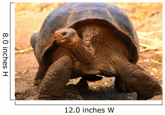 Galapagos Tortoise Wall Mural