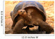 Galapagos Tortoise Wall Mural