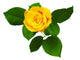 Yellow Rose White Wall Decal