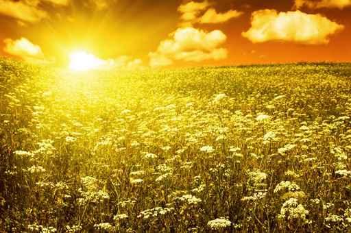 Green Field with Blooming Wall Decal