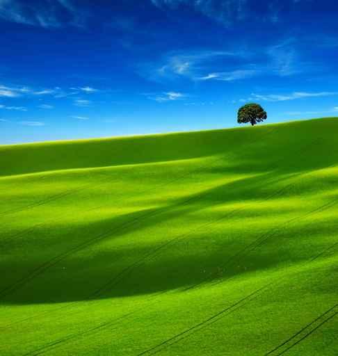 Tree Far Away Field Wall Decal
