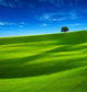Tree Far Away Field Wall Decal