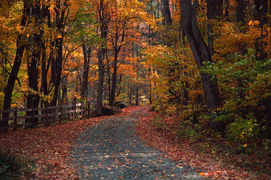 Autumn Country Road Wall Decal