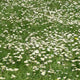 Daisy Wall Decal