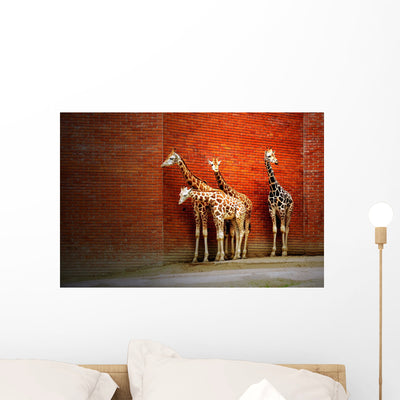 Four Giraffes near Wall Wall Mural shown on a wall
