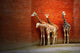 Four Giraffes Near the Wall Wall Mural