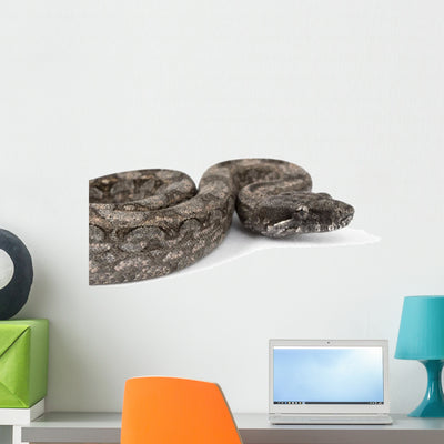 Argentine Boa Wall Decal shown on a wall
