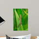Anolis Auratus Wall Mural