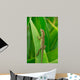 Anolis Auratus Wall Mural