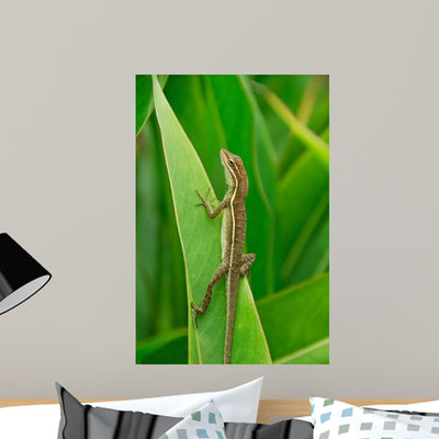 Anolis Auratus Wall Mural shown on a wall
