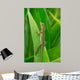Anolis Auratus Wall Mural