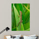 Anolis Auratus Wall Mural