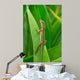 Anolis Auratus Wall Mural