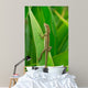 Anolis Auratus Wall Mural
