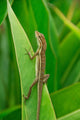 Anolis Auratus Wall Mural