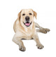 Yellow Labrador Retriever Smiling Wall Decal