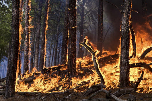 Forest Fire Caused Lightning Wall Mural