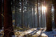 Forest Wall Decal Design 1