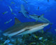 Sharks circle below a Dive Boat Wall Mural