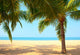 Palm Trees on the Beach Wall Mural