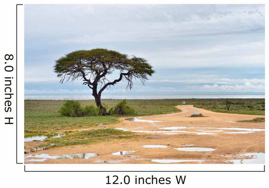 Dirt road to Etosha pan, Namibia Wall Mural