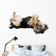Yorkie Playing Dead Wall Decal